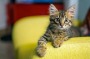 Diese Katzen-Namen sind in Deutschland am häufigsten | Leben & Wissen | BILD.de